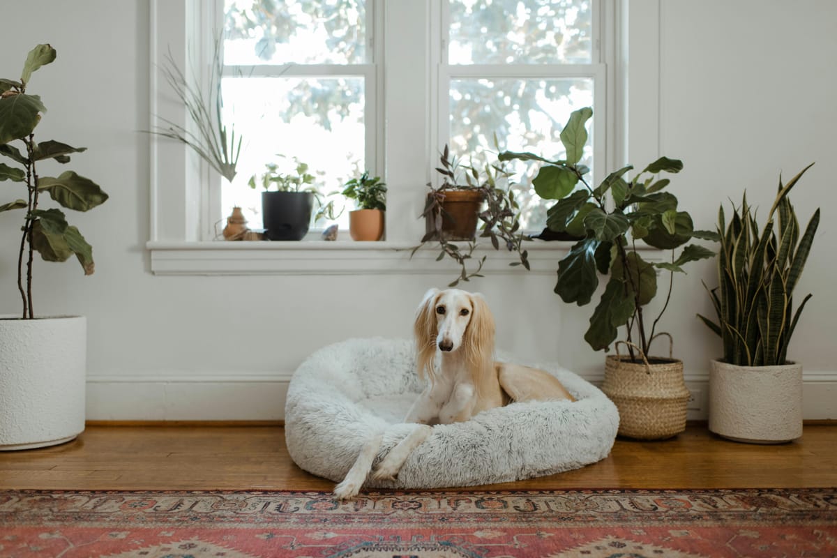 Design the Perfect Pet-Friendly Home